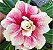 Rosa do Deserto Enxerto LM-9 - Imagem 2