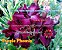 Planta Matriz Enxertada Purple Phoenix - Imagem 2
