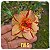 Rosa do Deserto Enxerto TW-5 - Imagem 1