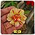 Rosa do Deserto Enxerto RC-131 Fall Elegy - Imagem 2