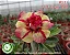 Rosa do Deserto Enxerto RC-131 Fall Elegy - Imagem 1