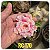 Rosa do Deserto Enxerto RC-170 - Imagem 1