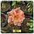Rosa do Deserto Enxerto RC-508 - Imagem 1
