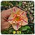 Rosa do Deserto Enxerto GF-123 - Imagem 1