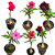 Kit de 5 Mudas de Enxertos Multipetalas Com Identificação - Imagem 1