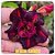 Rosa do Deserto Enxerto Black Shodu - Imagem 1