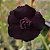 Rosa do Deserto Enxerto Triple Indigo - Imagem 2