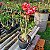 Kit de 5 Mudas de Enxertos Multipetalas Sortidas - Imagem 4