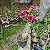 Kit de 5 Mudas de Enxertos Multipetalas Sortidas - Imagem 5