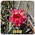 Rosa do Deserto Enxerto EV-002 - Imagem 1