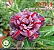 Rosa do Deserto Enxerto RC-044 - Imagem 1