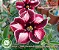 Rosa do Deserto Enxerto Pomegranate RC-024 - Imagem 2