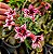 Rosa do Deserto Enxerto M-10 Muda Baby - Imagem 1