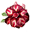 Rosa do Deserto Enxerto Jullyan - Imagem 1