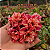 Rosa do Deserto Enxerto Jacira - Imagem 1