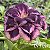 Rosa do Deserto Enxerto Sansão - Imagem 1
