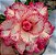 Rosa do Deserto Enxerto Filó - Imagem 1