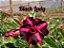 Rosa do Deserto Enxerto Black Lady - Imagem 1