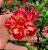 Rosa do Deserto Enxerto BRD 26 - Imagem 1