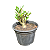 Muda Rosa do Deserto Mini Adulta - Imagem 3