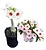 Rosa do Deserto Enxerto NR-12 - Imagem 2