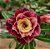 Rosa do Deserto Enxerto Monique - Imagem 2