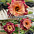 Rosa do Deserto Enxerto Monique - Imagem 1