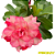 Rosa do Deserto Enxerto Peony RC-523 - Imagem 1