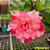 Rosa do Deserto Enxerto Peony RC-523 - Imagem 2
