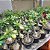 Rosa do Deserto Enxerto Blueberry - Imagem 4
