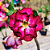 Rosa do Deserto Enxerto Blueberry - Imagem 1