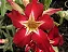 Rosa do Deserto Enxerto Ghost EV-75 - Imagem 3