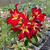 Rosa do Deserto Enxerto Ghost EV-75 - Imagem 1