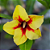 Rosa do Deserto Enxerto Quiabo - Imagem 1