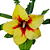 Rosa do Deserto Enxerto Quiabo - Imagem 2