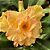 Rosa do Deserto Enxerto L-20 - Imagem 2