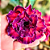 Rosa do Deserto Enxerto EV-281 - Imagem 1