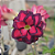 Rosa do Deserto Enxerto TS-47 - Imagem 1