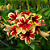 Rosa do Deserto Enxerto Star Cluster - Imagem 1