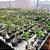 Kit 100 Enxertos Mudas Rosas Do Deserto Multipétalas - Imagem 4