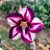 Rosa do Deserto Enxerto Estrela Púrpura - Imagem 3