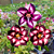 Rosa do Deserto Enxerto Estrela Púrpura - Imagem 1