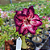 Rosa do Deserto Enxerto Lm-288 - Imagem 1