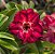 Rosa do Deserto Enxerto Lm-288 - Imagem 4