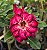 Rosa do Deserto Enxerto Lm-288 - Imagem 5