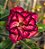 Rosa do Deserto Enxerto Lm-288 - Imagem 1