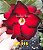 Rosa do Deserto Enxerto GF-116 Vermelha - Imagem 1