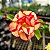Rosa do Deserto Enxerto Frigga GF-212 - Imagem 1