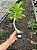 Rosa do Deserto Enxerto Frigga GF-212 - Imagem 7