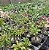 Rosa do Deserto Enxerto GF-127 - Imagem 2